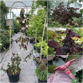 Ліщина звичайна (Corylus avellana) "Red Majestic"/Н 80-100 см/контейнер