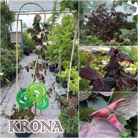 Саджанці купити Ліщина звичайна (Corylus avellana) "Red Majestic"/Н 80-100 см/контейнер
