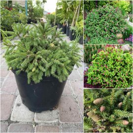 Ялина звичайна (Picea abies) "Push" /D 30-35 см/контейнер С7.5 L Ялина звичайна (Picea abies) "Push" /D 30-35 см/контейнер С7.5 L