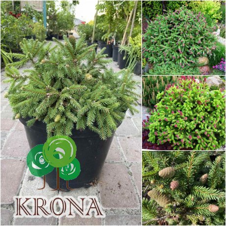 Саджанці купити Ялина звичайна (Picea abies) "Push" /D 30-35 см/контейнер С7.5 L