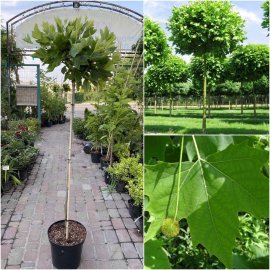 Платан кленолистий (Platanus acerifolia) "Alphens Globe"/Stam 120-130 см/контейнер 25 L