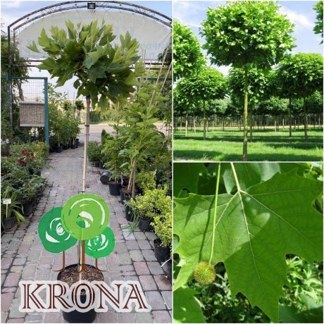 Саджанці купити Платан кленолистий (Platanus acerifolia) "Alphens Globe"/Stam 120-130 см/контейнер 25 L