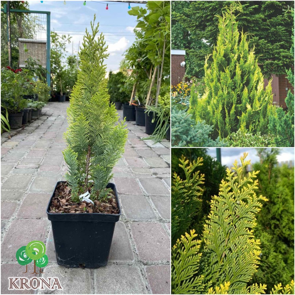 Саджанці купити Кіпарисовик Лавсона (Chamaecyparis lawsoniana) "Alumigold"/H 30-40 см/контейнер C3 L