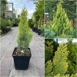 Кіпарисовик Лавсона (Chamaecyparis lawsoniana) "Alumigold"/H 30-40 см/контейнер C3 L