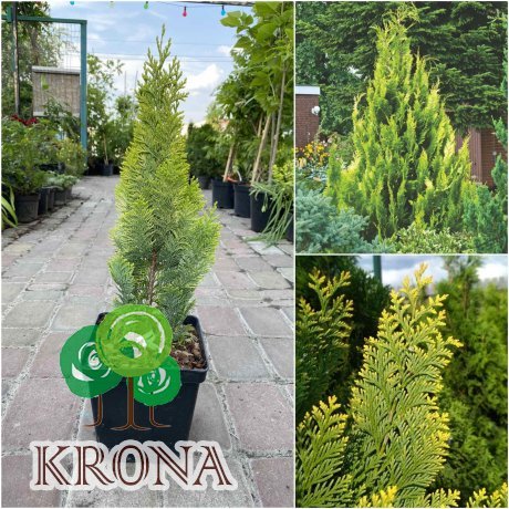 Саджанці купити Кіпарисовик Лавсона (Chamaecyparis lawsoniana) "Alumigold"/H 30-40 см/контейнер C3 L