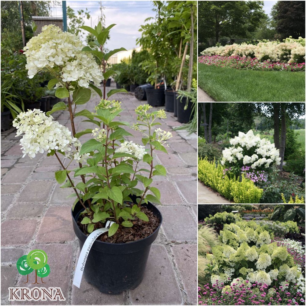 Саджанці купити Гортензія волотиста "Бобо"/ (Hydrandea paniculata) "Bobo" / контейнер C3 L