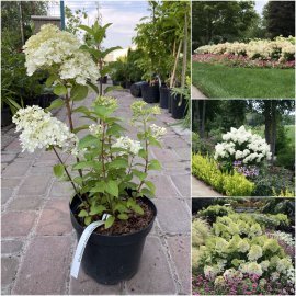 Гортензія волотиста "Бобо"/ (Hydrandea paniculata) "Bobo" / контейнер C3 L
