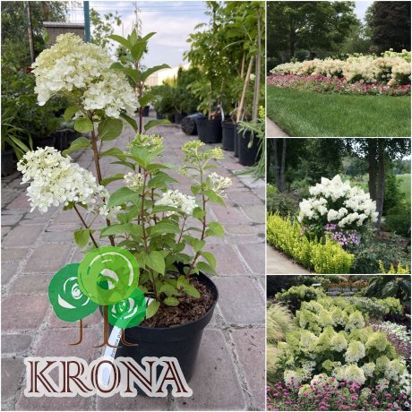Саджанці купити Гортензія волотиста "Бобо"/ (Hydrandea paniculata) "Bobo" / контейнер C3 L