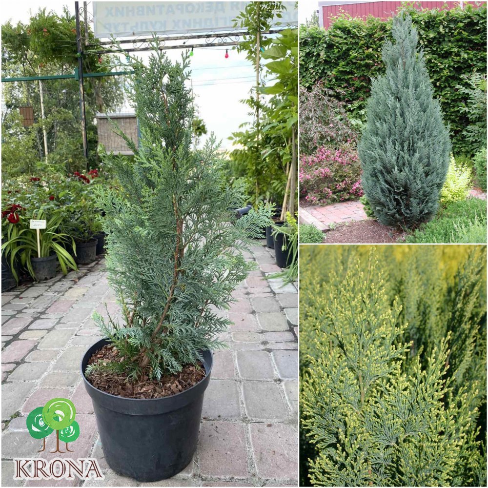 Саджанці купити Кіпарисовик Лавсона (Chamaecyparis lawsoniana) "White Spot"/H 70-80 см/контейнер C7.5 L