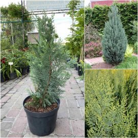 Кіпарисовик Лавсона (Chamaecyparis lawsoniana) "White Spot"/H 70-80 см/контейнер C7.5 L