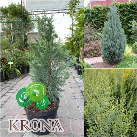 Саджанці купити Кіпарисовик Лавсона (Chamaecyparis lawsoniana) "White Spot"/H 70-80 см/контейнер C7.5 L
