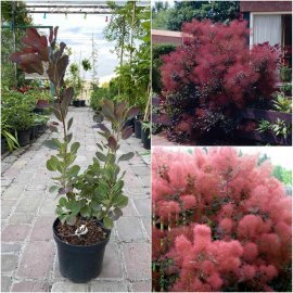 Скумпія шкіряна (Cotinus coggygria) "Follis Purpureis" /Н 100 см+/ контейнер C7.5 L Скумпія шкіряна (Cotinus coggygria) "Follis Purpureis" /Н 100 см+/ контейнер C7.5 L