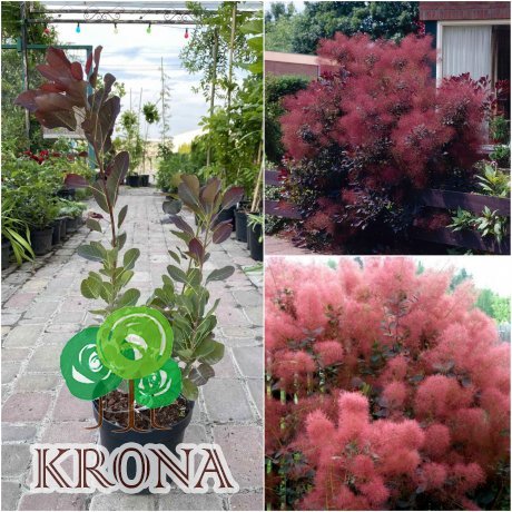 Саджанці купити Скумпія шкіряна (Cotinus coggygria) "Follis Purpureis" /Н 100 см+/ контейнер C7.5 L