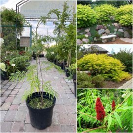 Сумах оленерогий (Rhus typhina) "Dissecta" /Н 70-100 см/контейнер