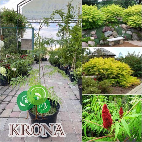 Саджанці купити Сумах оленерогий (Rhus typhina) "Dissecta" /Н 70-100 см/контейнер