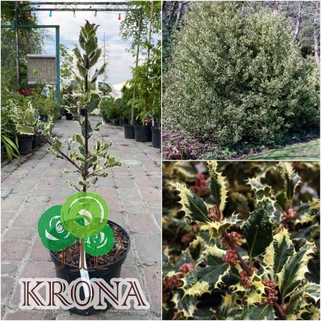 Саджанці купити Падуб гостролистий (Ilex aquifolium) "Ferox Argentea"/H 50-60 см/ контейнер С3 L