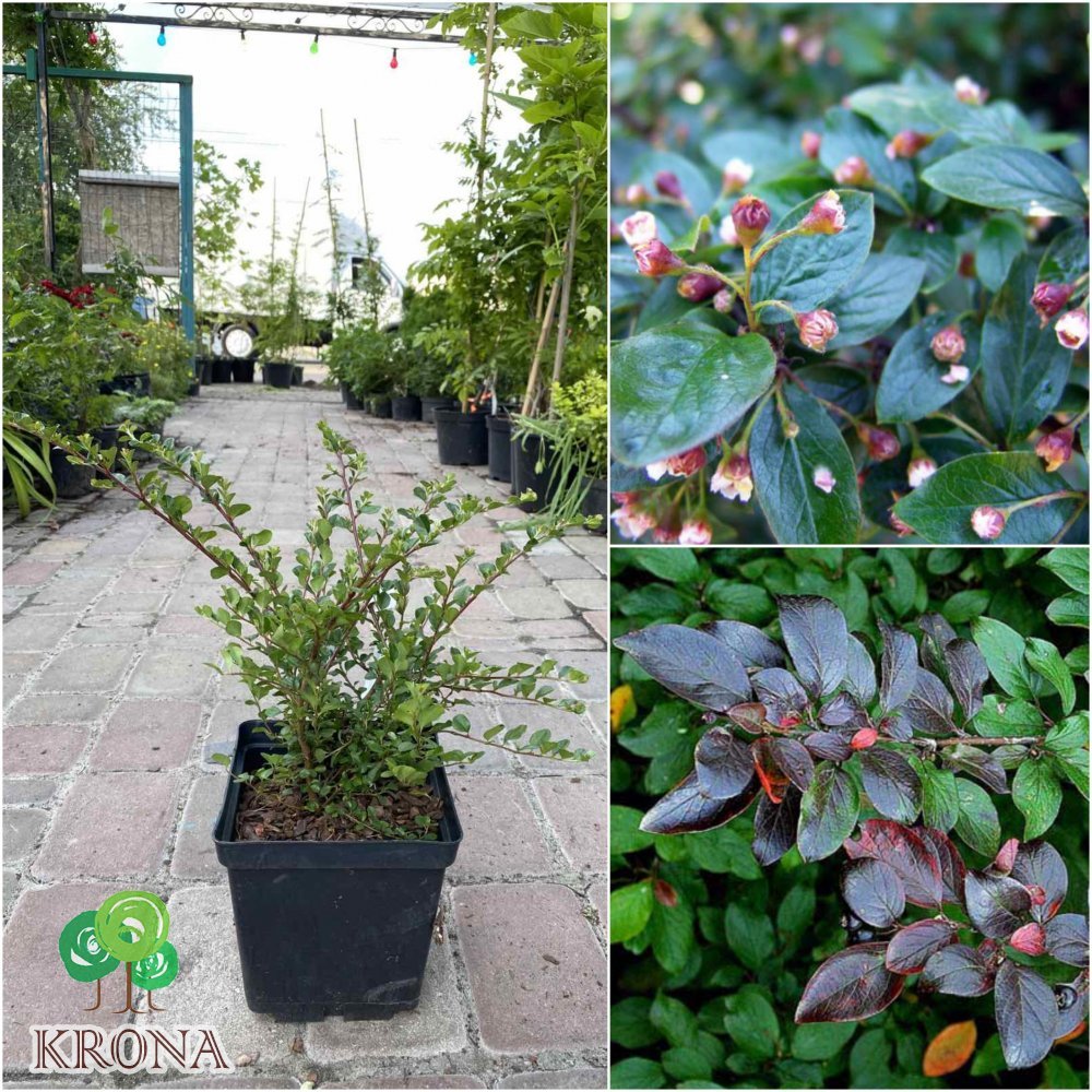 Саджанці купити Кизильник темно-червоний/горизонтальний (Cotoneaster atropurpureus/horizontalis) "Tangstedt"/контейнер С3 L
