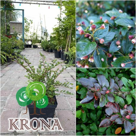 Саджанці купити Кизильник темно-червоний/горизонтальний (Cotoneaster atropurpureus/horizontalis) "Tangstedt"/контейнер С3 L