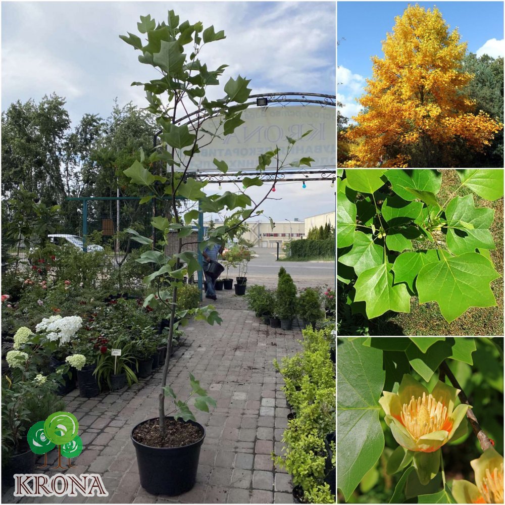 Саджанці купити Тюльпанове дерево (Liriodendron tulipifera) / H 220 см / АЛЕ 6-8 см / контейнер