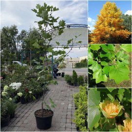Тюльпанове дерево (Liriodendron tulipifera) / H 220 см / АЛЕ 6-8 см / контейнер