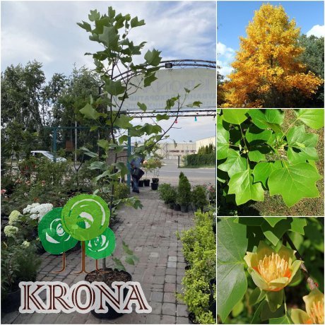 Саджанці купити Тюльпанове дерево (Liriodendron tulipifera) / H 220 см / АЛЕ 6-8 см / контейнер