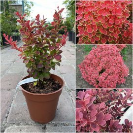Барбарис Тунберга (Berberis Thunbergii) "Ruby Star" / контейнер C3 L