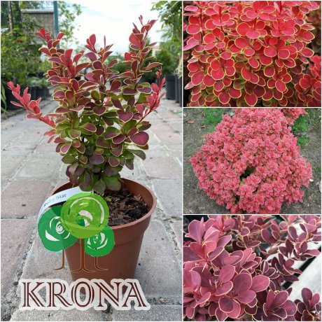 Саджанці купити Барбарис Тунберга (Berberis Thunbergii) "Ruby Star" / контейнер C3 L