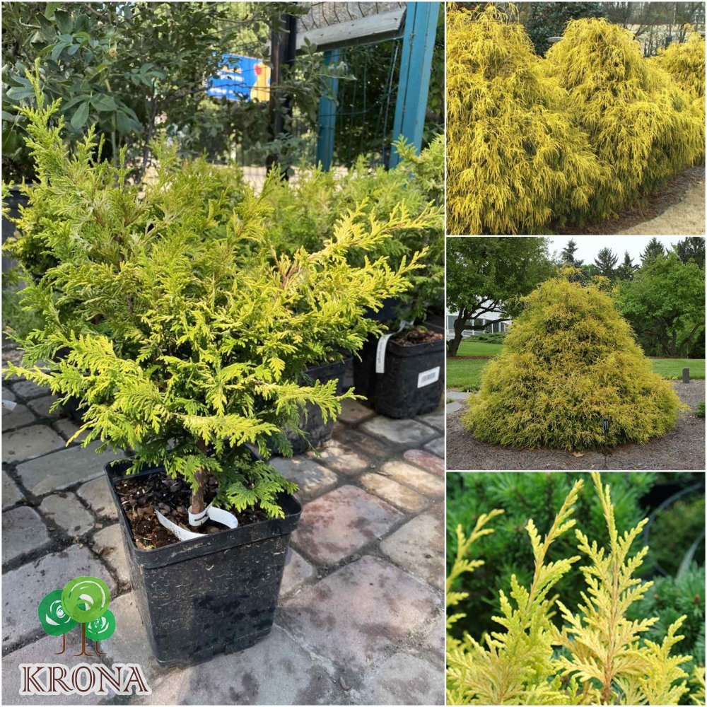 Саджанці купити Кіпарисовик горохоплідний (Chamaecyparis pisifera) "Gold Spangle"/Н 30-50 см/контейнер C7.5 L