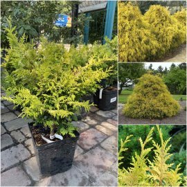 Кіпарисовик горохоплідний (Chamaecyparis pisifera) "Gold Spangle"/Н 30-50 см/контейнер C7.5 L Кіпарисовик горохоплідний (Chamaecyparis pisifera) "Gold Spangle"/Н 30-50 см/контейнер C7.5 L