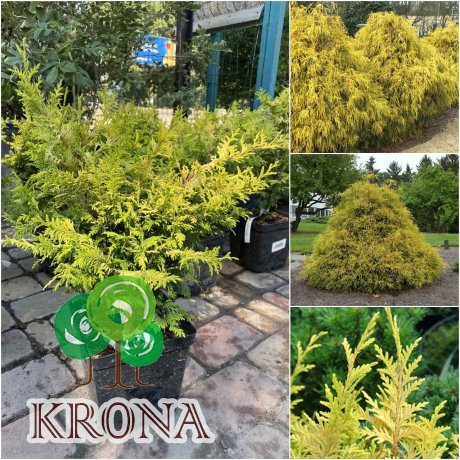 Саджанці купити Кіпарисовик горохоплідний (Chamaecyparis pisifera) "Gold Spangle"/Н 30-50 см/контейнер C7.5 L