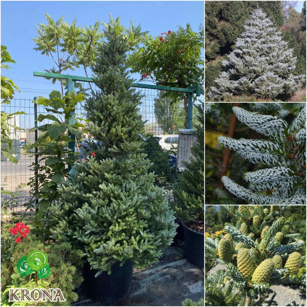 Саджанці купити Ялиця корейська (Abies koreanа) "Silberlocke" / H 220 см / контейнер