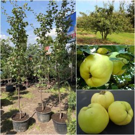 Айва звичайна (Cydonia oblonga) "Leskovacka" / H 250+ см/ контейнер С35 L Айва звичайна (Cydonia oblonga) "Leskovacka" / H 250+ см/ контейнер С35 L