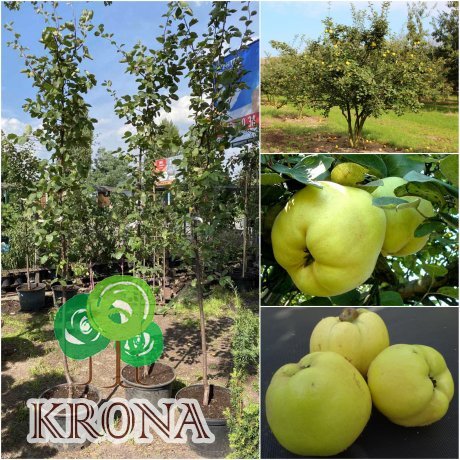 Саджанці купити Айва звичайна (Cydonia oblonga) "Leskovacka" / H 250+ см/ контейнер С35 L