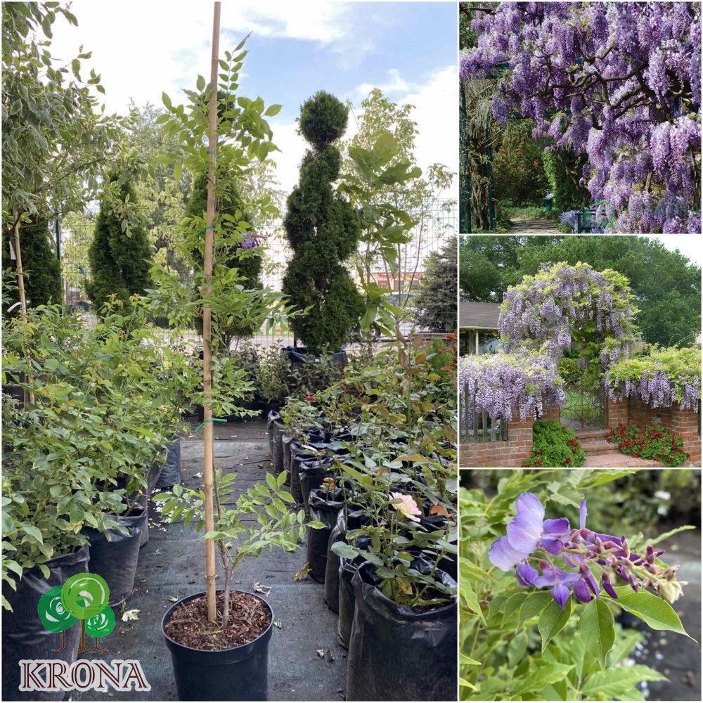 Саджанці купити Гліцинія китайська (Wisteria sinensis) "Amethyst"/H 150-200 см/контейнер