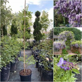Гліцинія китайська (Wisteria sinensis) "Amethyst"/H 150-200 см/контейнер