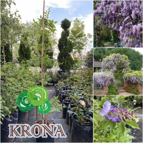 Саджанці купити Гліцинія китайська (Wisteria sinensis) "Amethyst"/H 150-200 см/контейнер