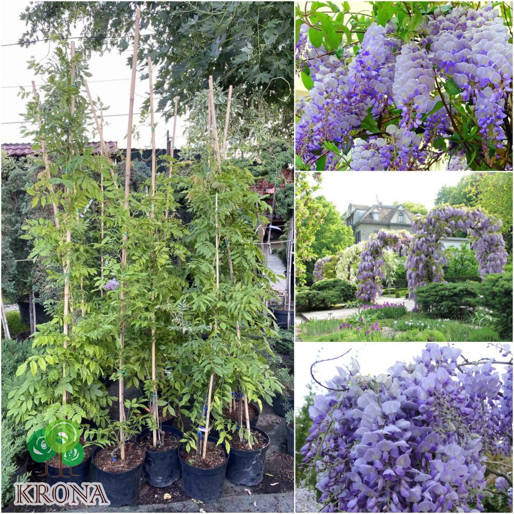 Саджанці купити Гліцинія китайська (Wisteria sinensis) "Southern Belle" / H 150-200 см / контейнер