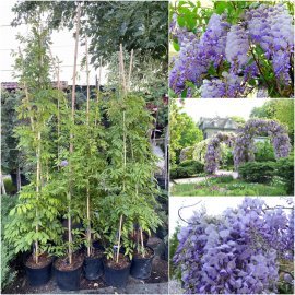 Гліцинія китайська (Wisteria sinensis) "Southern Belle" / H 150-200 см / контейнер