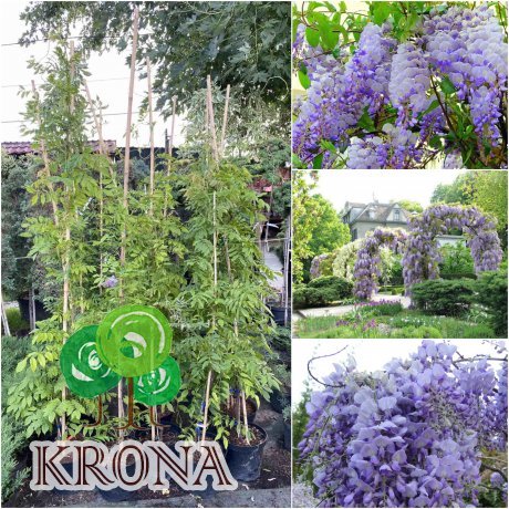Саджанці купити Гліцинія китайська (Wisteria sinensis) "Southern Belle" / H 150-200 см / контейнер
