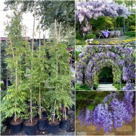 Гліцинія китайська (Wisteria sinensis) "Blue Sapphire" / H 150-200 см / контейнер