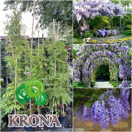 Саджанці купити Гліцинія китайська (Wisteria sinensis) "Blue Sapphire" / H 150-200 см / контейнер