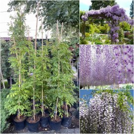 Гліцинія рясно квітуча (Wisteria floribunda) "Multijuga" / H 150-200 см / контейнер Гліцинія рясно квітуча (Wisteria floribunda) "Multijuga" / H 150-200 см / контейнер