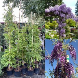 Гліцинія рясно квітуча "Лонгвуд Перпл"/ (Wisteria floribunda) "Longwood Purple" / H 150-200 см / контейнер С 25 L