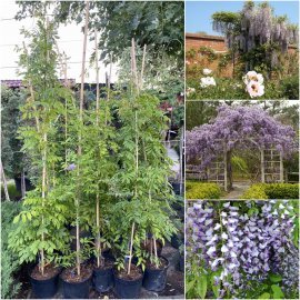 Гліцинія рясно квітуча (Wisteria floribunda) "Domino" / H 150-200 см / контейнер Гліцинія рясно квітуча (Wisteria floribunda) "Domino" / H 150-200 см / контейнер