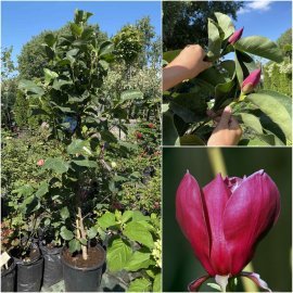 Магнолія (Magnolia) "Red as red" /Н 160-200 см см/ контейнер C12 L