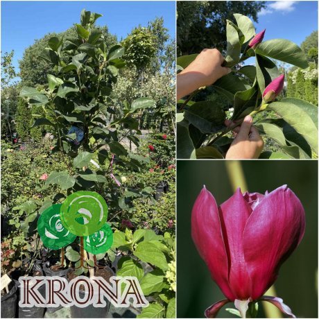 Саджанці купити Магнолія (Magnolia) "Red as red" /Н 160-200 см см/ контейнер C12 L