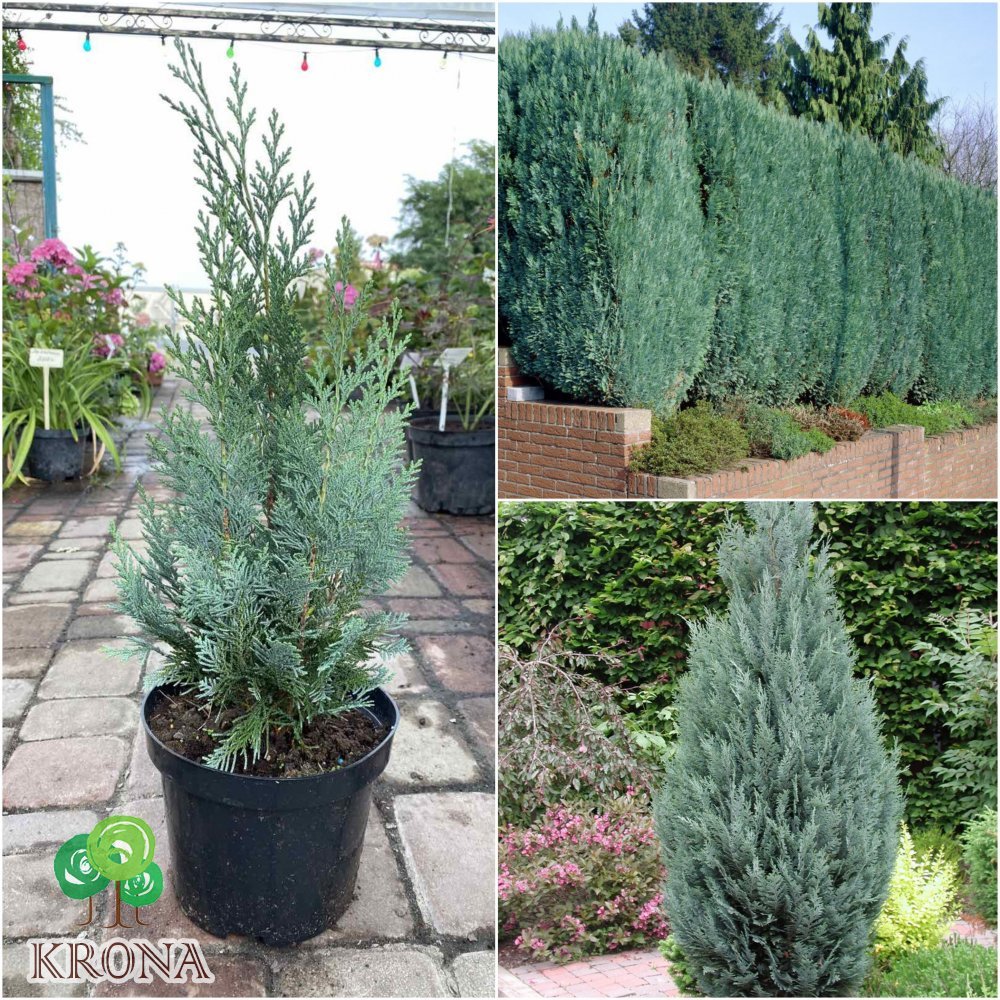 Саджанці купити Кіпарисовик Лавсона (Chamaecyparis lawsoniana) "Columnaris"/Н 35-50 см/контейнер C5 L