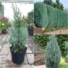 Кіпарисовик Лавсона (Chamaecyparis lawsoniana) "Columnaris"/Н 35-50 см/контейнер C5 L