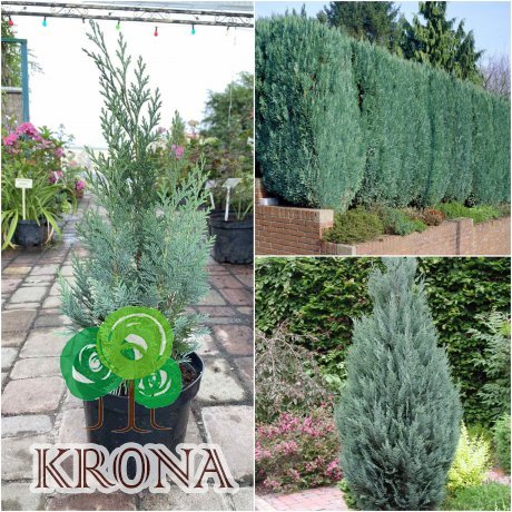 Саджанці купити Кіпарисовик Лавсона (Chamaecyparis lawsoniana) "Columnaris"/Н 35-50 см/контейнер C5 L