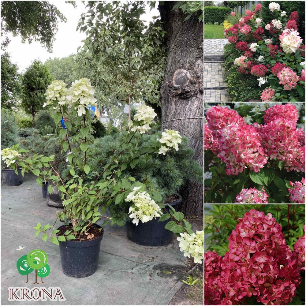 Саджанці купити Гортензія волотиста "Даймонд Руж"/  (Hydrandea paniculata) "Diamond Rouge"/Н 100+ см/контейнер C15 L